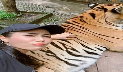 लड़की ने सोए हुए बाघ को गलत जगह लगाया हाथ, तस्वीर खींचने के दौरान ही घूरते हुए पलटा जानवर, फिर...