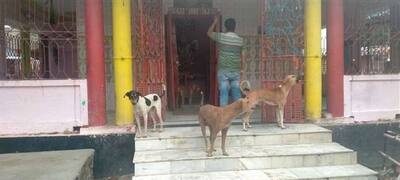 हैरान कर देने वाला है ये मंदिर, यहां 20 साल से कुत्ते होते हैं आरती में शामिल,आदमी लगाते हैं भोग