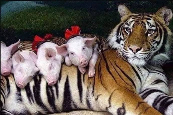 FACT CHECK:  शेरनी ने अपना दूध पिलाकर पाले सूअर के बच्चे, भावुक कहानी के साथ वायरल हुईं तस्वीरें