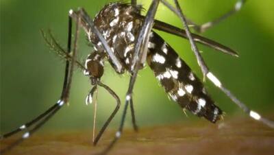 बुरी खबर: सूअर-मच्छर बने आफत, कोरोना के बाद चीन में पनपा नया वायरस, भारत को खतरा, ICMR की चेतावनी