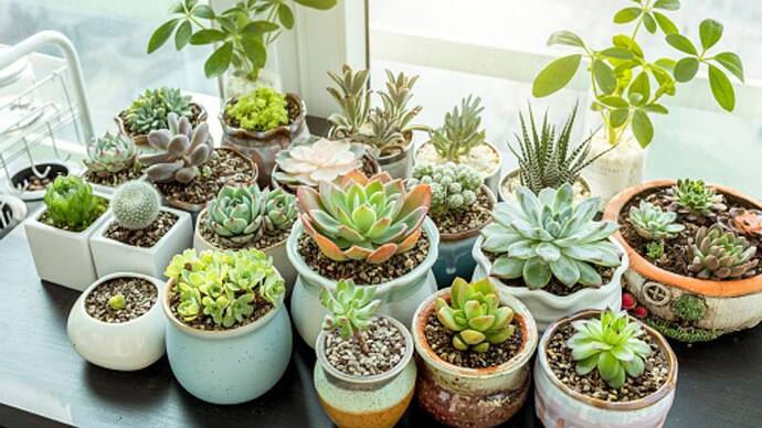indoor plants pots