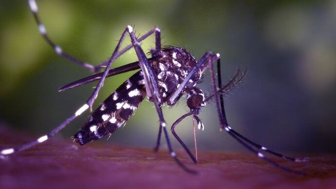 Dengue Survivor Speaks: Even A Single Mosquito Is Dangerous(male)