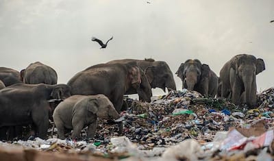 लालची इंसानों ने छीन लिया हाथियों का जंगल, पेट में हरे-हरे घास नहीं, अब भरा मिलता है प्लास्टिक जैसा जहर