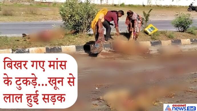 राजस्थान में ट्रोले ने 100 से ज्यादा भेड़ों को यूं सुलाया मौत की नींद..हाइवे पर उड़ गए शवों के चिथड़े