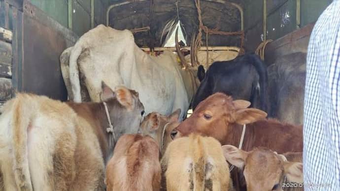 मथुरा पुलिस के हत्थे चढ़े गो-तस्कर, ट्रक से 16 गाय हुईं बरामद, तस्कर फरार