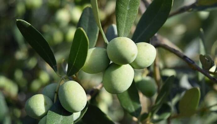 Olive Trees -একটি গাছের কাহিনি,আম্বানি পরিবারে ঠাঁই পেল ২০০ বছরের পুরনো ২ টি অলিভ গাছ