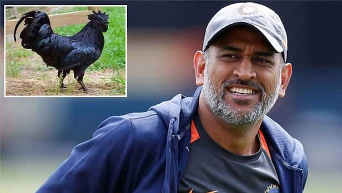 ऐसा क्या है इस काले मुर्गे कड़कनाथ में, जो क्रिकेटर दीवाने हो रहे