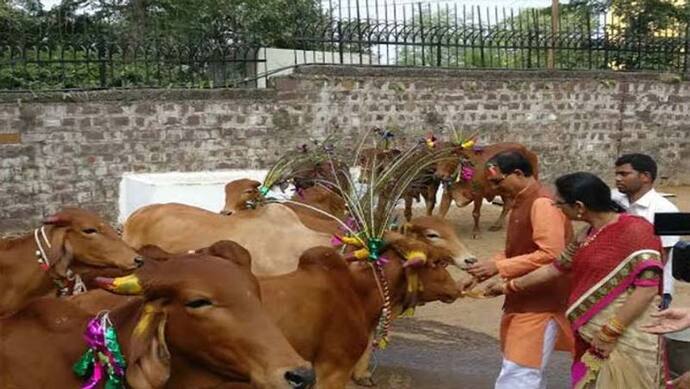 MP में गायों के लिए बनेगा रिसर्च सेंटर, CM शिवराज सिंह चौहान ने गोपाष्टमी पर गायों को खिलाया हलुआ-रोटी