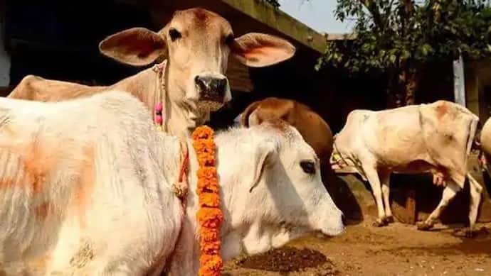 असम: डिब्रूगढ़ में 17 लाख रुपए में खुला गायों का अस्पताल, 30 किमी. के दायरे में मिलेंगी सेवाएं