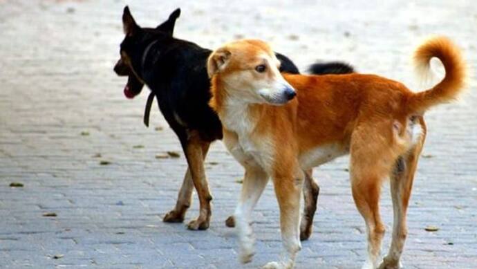 कोरोना को रोकने के लिए कुत्तों का हो सकता है इस्तेमाल, लेबनान और फिनलैंड में ऐसा रहा रिजल्ट