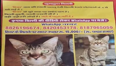 नहीं मिली पूर्व मुख्य चुनाव आयुक्त की गायब बिल्‍ली  'हिवर', 28 दिन से ढूंढ रही जीआरपी, 15 हजार का है ईनाम