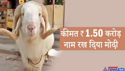 मालिक ने 70 लाख में भी नहीं बेची यह भेड़, बोला-1.50 करोड़ चाहिए, जलवा ऐसा कि नाम रख दिया 'मोदी'