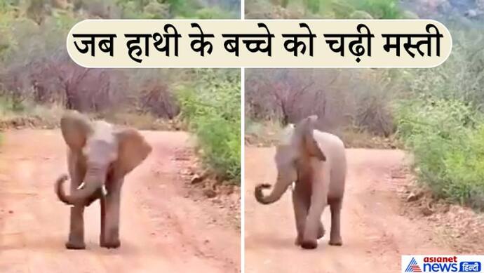 जब जंगल में निकला हाथी का शरारती बच्चा, वीडियो देखकर लोगों ने भी खूब एंजॉय किया