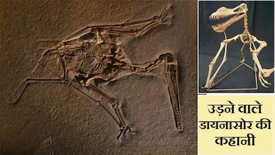 क्या आपको मालूम है उड़ने वाले डायनासोर के पूर्वज 23 करोड़ साल पहले कैसे थे और अब कौन हैं?