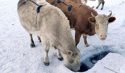 दुनिया के सबसे ठंडे गांव में थन में ही जम जा रहा गाय का दूध, बचाने के लिए ग्वाले पहना रहे हैं ऊन की ब्रा