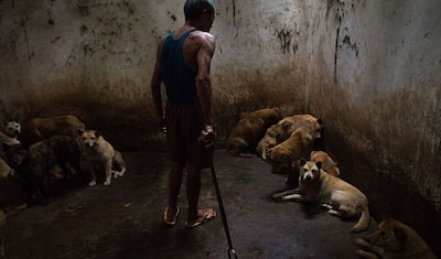 फोटोग्राफर ने दिखाया बेजुबान जानवरों का दर्द, कहीं मांस तो कहीं मौज-मस्ती में मौत तक करते हैं पिटाई