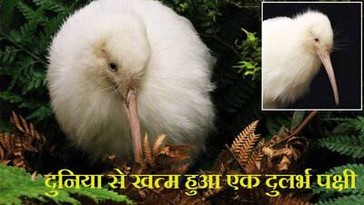 इस पक्षी की मौत से खत्म हुआ दुनिया से एक जीवन,  पिंजरे में 10 साल कम हो जाती है जिंदगी