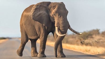 हाथी, घोड़ा, सींग वाले जानवर और दुर्जन व्यक्ति पर किस प्रकार काबू पाया जा सकता है?