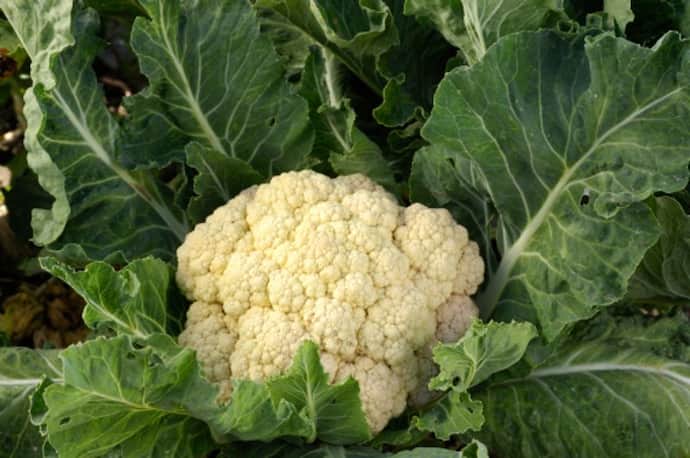 Cauliflower Price-বেশ খানিকটা দাম কমেছে ফুলকপির,১২ থেকে ১৫ টাকায় বিক্রি হচ্ছে শীতকালীন এই সবজি