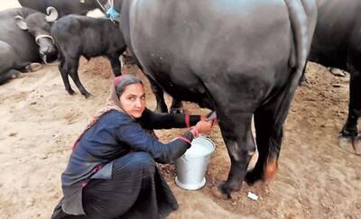 गजब कमाल: 62 वर्षीय अनपढ़ महिला ने बेचा 1 करोड़ का दूध, आप भी ऐसे घर बैठ कर सकते हैं लाखों की कमाई