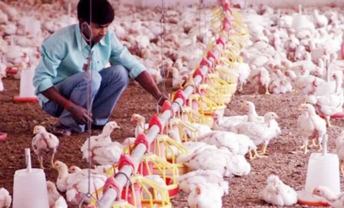 हरियाणा में एक लाख मुर्गियों की मौत..इंसानों भी खौफ, कोरोना से ज्यादा खतरनाक साबित हो रहा ये वायरस