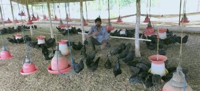 MP में बढ़ा इस वायरस का खतरा, फड़ फड़ाकर मर रहे पक्षी, मंदसौर में बंद रहेंगी अंडे-चिकन की दुकानें