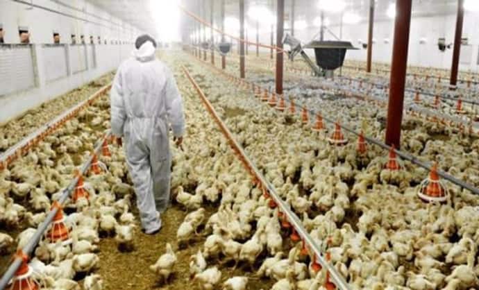 हरियाणा में हड़कंप: अचानक 4 लाख से ज्यादा मुर्गियों की मौत, पूरे राज्य में जारी किया अलर्ट...