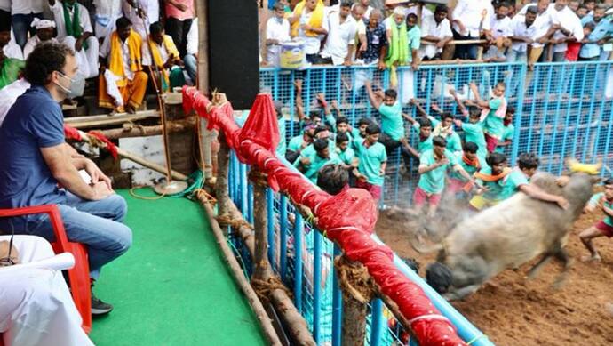 जल्लीकट्टू का आयोजन देखने पहुंचे राहुल गांधी, 2011 में कांग्रेस सरकार ने इसी खेल पर लगाई थी रोक