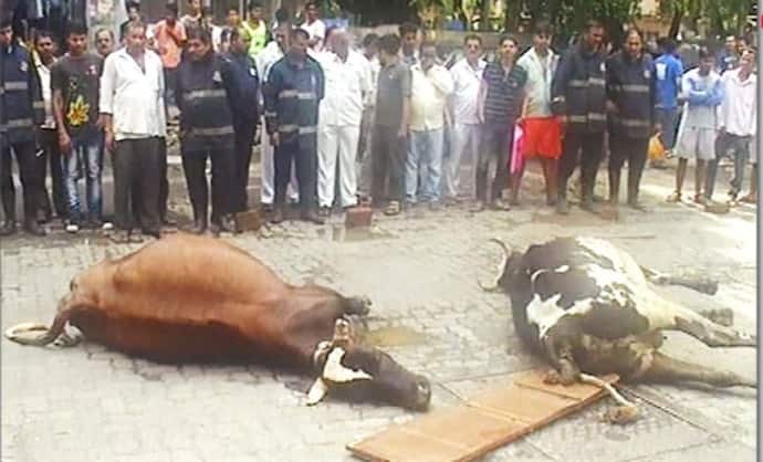 MP गजब है:अब जहरीली शराब पीने से 5 गायों की मौत, नशे में धुत होकर लोगों को मार रहीं..जानिए पूरा मामला