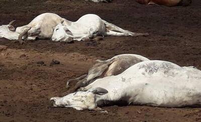MP में शॉकिंगः अवैध शराब को पानी समझ पी गईं गायें, 5 की तड़पकर मौत..अफसरों को माफ नहीं करेंगी बेजुबान