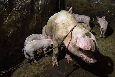 एक और मुसीबत, अब चीन में कोरोना के बाद फैली एक और नई बीमारी; 1000 सुअर संक्रमित