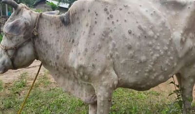 बर्ड फ्लू के बाद अब गाय-भैंस में फैली चकते वाली बीमारी, चपेट में आते ही कर देता है जानवरों का बुरा हाल