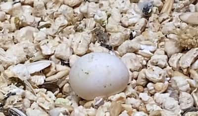 तोते का अंडा समझ माचिस की डिब्बी में डाल घर ले आया शख्स, 19वें दिन 1 करोड़ 40 लाख लोगों ने देखा खूबसूरत नजारा