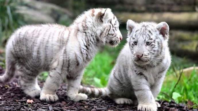 पाकिस्तान के zoo में कोरोना का कहर, सफेद बाघों के दो शावकों की ले ली जान