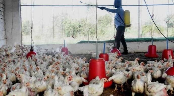 10 राज्यों में एवियन इन्फ्लूएंजा का प्रकोप, अब जलगांव में 65 मुर्गे मरे