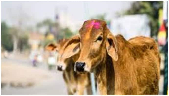 Cow Science Exam: 25 फरवरी को होने वाली कामधेनु गौ-विज्ञान परीक्षा स्थगित, 5 लाख लिखेंगे गाय पर निबंध