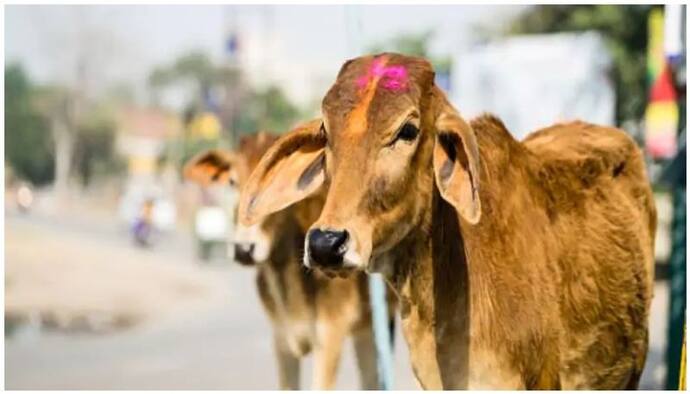 गाय भारत की संस्कृति, संसद में एक विधेयक लगाकर इसे राष्ट्रीय पशु घोषित करे सरकार: इलाहाबाद हाईकोर्ट