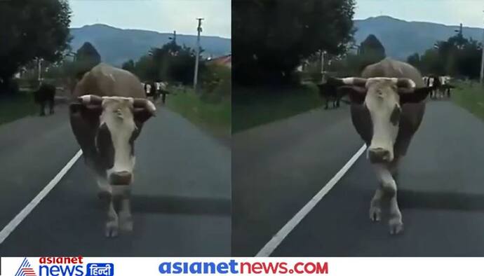 Video: बीच सड़क गाय ने बिखेरा जलवा, मॉडल्स की तरह कर रही है Catwalk,अदाएं देख हैरान रह जाएंगे आप