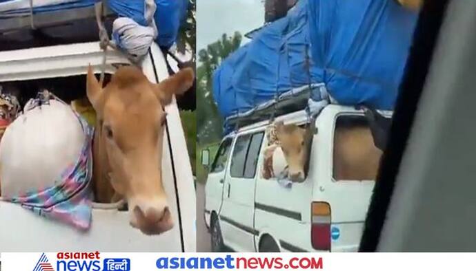 कार के पिछले हिस्से में गाय और रफ्तार का ‘सॉलिड’जुगाड़, जिसने भी देखा वीडियो रह गया हैरान
