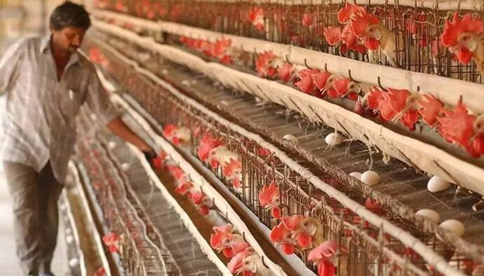अहमदाबाद: पोल्ट्री फार्म में फैला बर्ड फ्लू, प्रशासन ने अंडा-चिकन की बिक्री पर लगा दी रोक