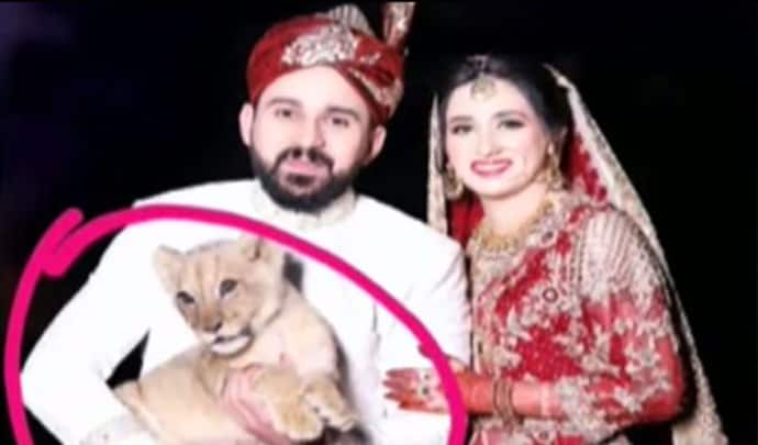शादी में शेर के बच्चे के साथ दूल्हा-दुल्हन ने खिंचवाई तस्वीर, पड़ गया भारी मुसीबत में