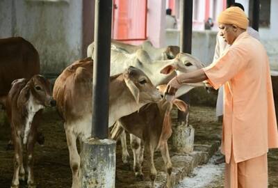 CM  योगी ने जनता दरबार में सुनी लोगों की फरियाद, गायों को खिलाया गुड़, चना, देखिए तस्वीरें