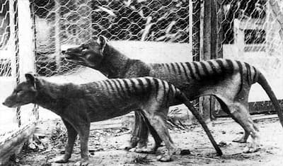 85 साल बाद फिर दिखा कुत्ते-बाघ का कॉम्बिनेशन वाला जानवर, हो चुका था पृथ्वी से गायब