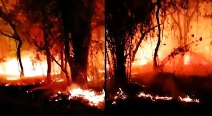 बांधवगढ़ में तीन दिन से लगी है आग, सीएम ने बुलाई मीटिंग, बोले-वन्य प्राणियों को नुकसान न हो