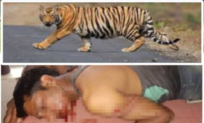 OMG: मालिक को मौत के मुंह से बचा लाईं भैंसे, खूनी जबड़ों में फंसाकर ले जा रही थी बाघिन