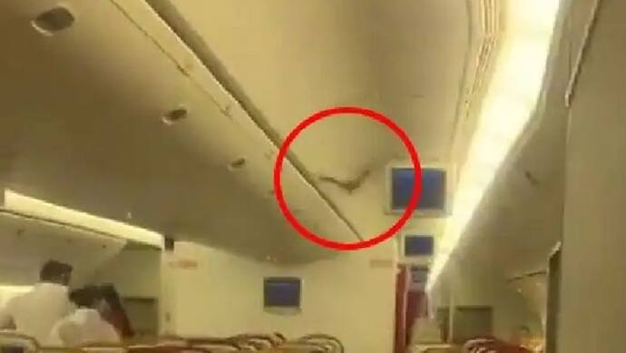 एयर इंडिया की फ्लाइट में मिला चमगादड़, उड़ान भरने के 30 मिनट बाद एयरपोर्ट पर लौटा विमान