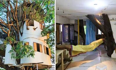 राजस्थानी शख्स ने 88 साल पुराने पेड़ पर बनाया 4 मंजिला हाईटेक घर, अंदर की तस्वीरें देख कहेंगे गजब कमाल