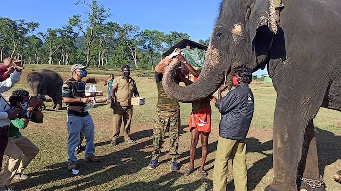 Elephant covid test at Mudumalai Tiger Reserve
