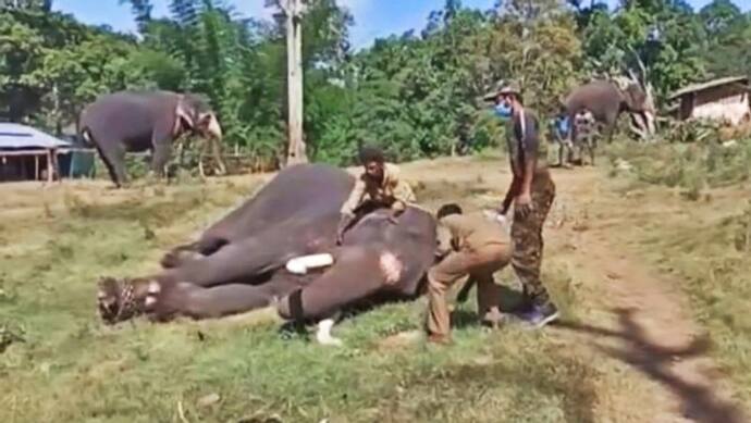 कोरोना का कहर: तमिलनाडु में 28 हाथियों का कराया गया Covid टेस्ट, रिपोर्ट आना बाकी