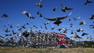 पक्षियों की दौड़ में अचानक आसमान से गायब हो गए 10,000 कबूतर, देखने वालों ने बताई इसके पीछे की पूरी कहानी